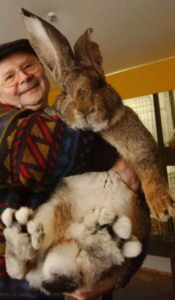 Unveiling the Mythical World of Continental Giant German Rabbits
